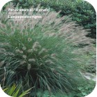 Pennisetum (Lampepoetsersgras)